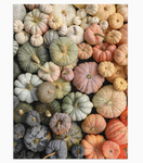 Heirloom Pumpkins 1000 Piece Puzzle