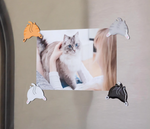 Cat Butt Magnets